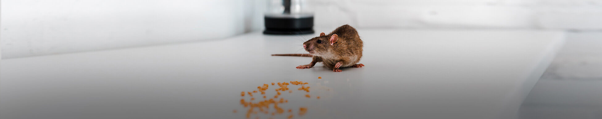 לוכד עכברים מחיר מ-300 ₪ [פריסה ארצית - 30 דקות הגעה]☑️