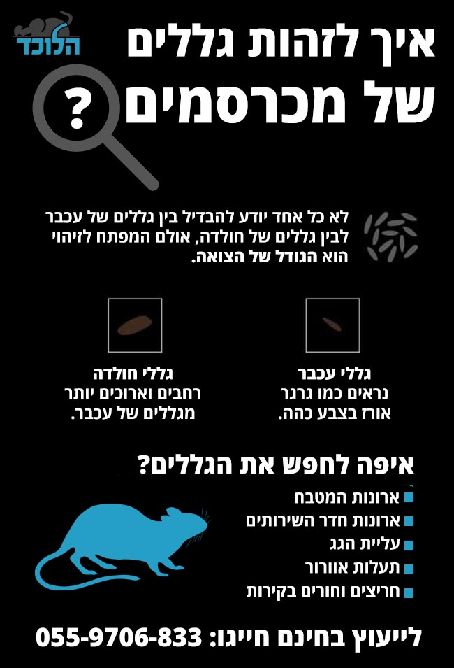 קקי של עכבר או חולדה