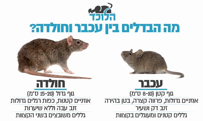 עכבר או חולדה מה ההבדל