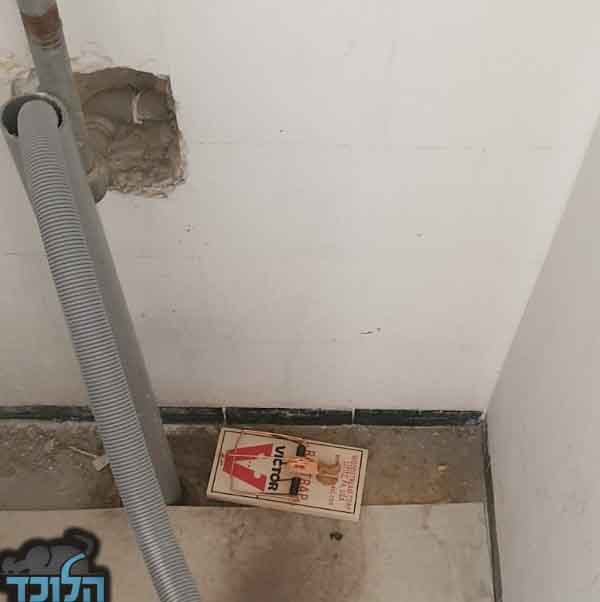 הדברה של עכברים בבית באמצעות מלכודות קפיץ