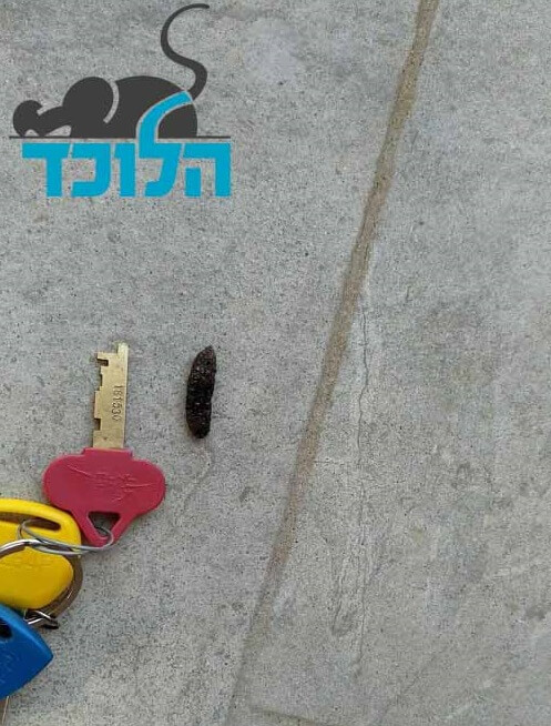 קקי של חולדה