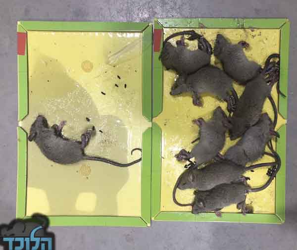 הדברת עכברים במחסן