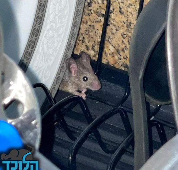 עכבר במטבח