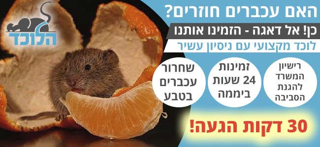 האם עכברים חוזרים