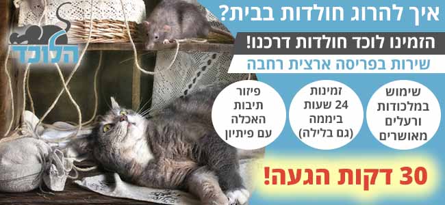 איך להרוג חולדה