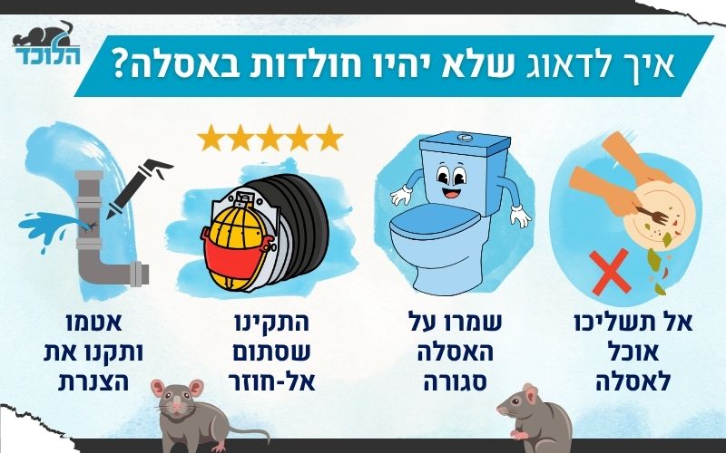 איך למנוע חולדה בשירותים