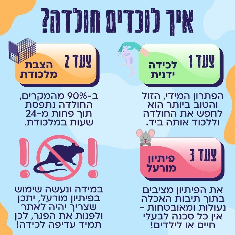 איך לוכדים חולדה