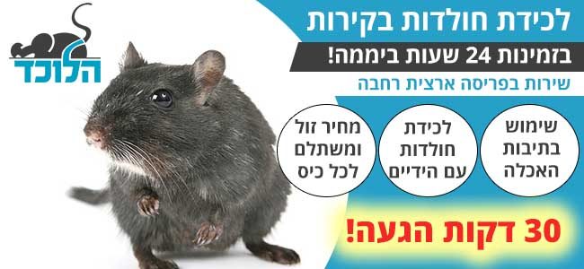 חולדה בריקות הבית