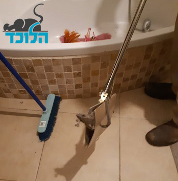 לכידת חולדות בבית