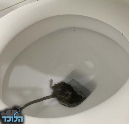 חולדה בשירותים