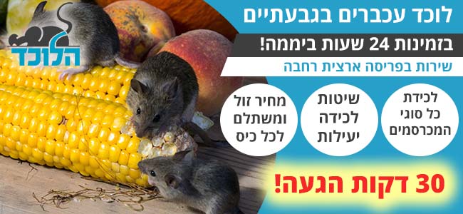 לוכד עכברים בגבעתיים 24 שעות ביממה