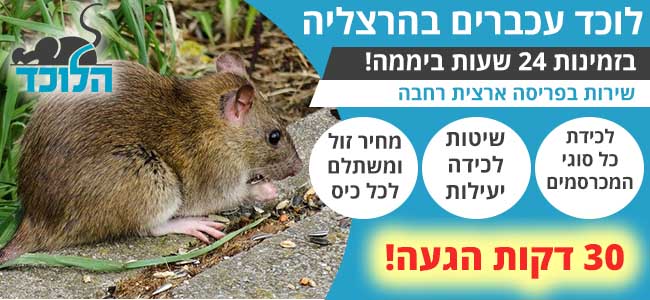 לוכד עכברים בהרצליה מעכשיו לעכשיו