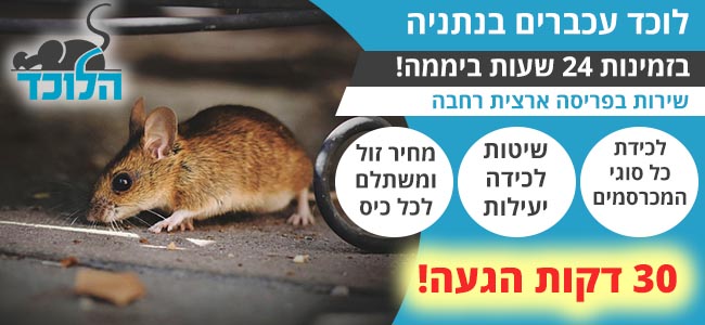 לוכד עכברים בנתניה בזמינות 24 שעות