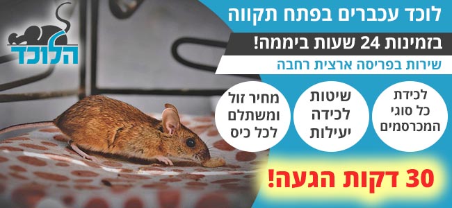 לוכד עכברים בפתח תקווה שזמין 24 שעות