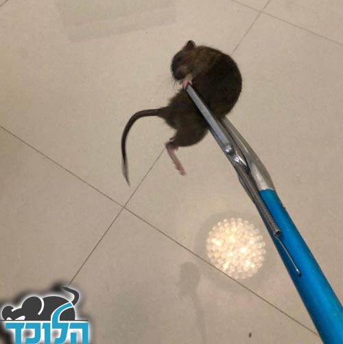 לכידת חולדה עם לוכדן