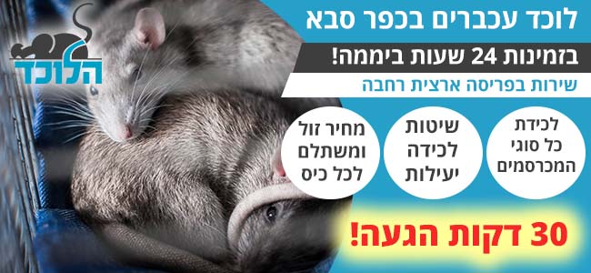 לוכד עכברים בכפר סבא 24 שעות ביממה