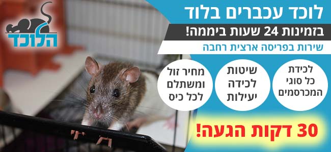 לוכד עכברים בלוד 24 שעות ביממה