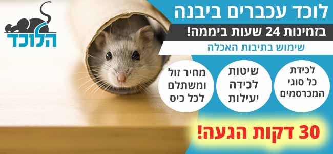 לוכד עכברים ביבנה בזמניות 24 שעות