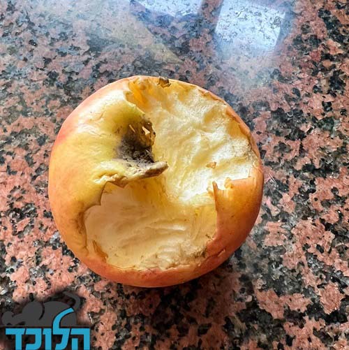 סימני כרסום של חולדה