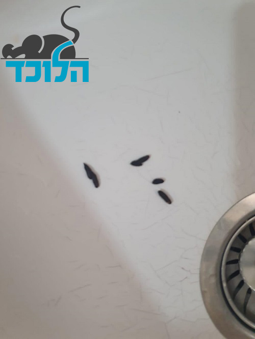 צואה של חולדה בכיור המטבח