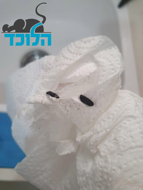 צואה של חולדה ליד הכיור